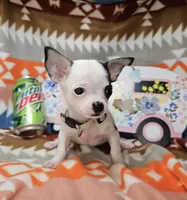 Jerry-Lee (T-cup), a male Chihuahua for sale in New York City, NY – Photo 4 of 4
