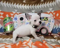 Jerry-Lee (T-cup), a male Chihuahua for sale in New York City, NY – Photo 3 of 4
