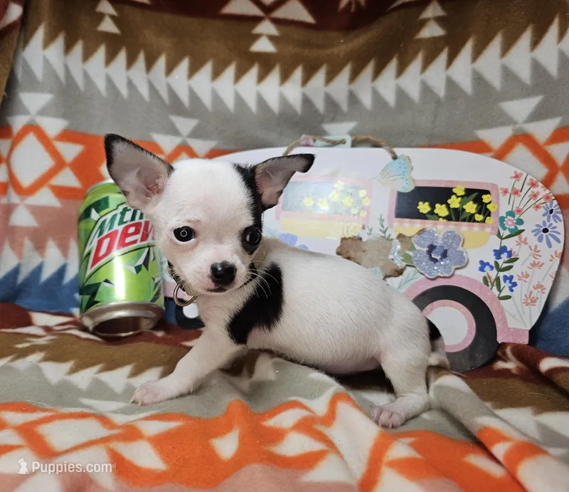 Jerry-Lee (T-cup), a male Chihuahua for sale in New York City, NY – Photo 1 of 4