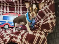 Kingston (T-cup) [Bob-Tail], a male Chihuahua for sale in New York City, NY – 2 of 9
