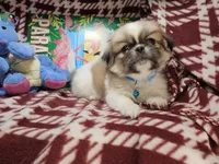 Dynamo (party), a male Pekingese for sale in New York City, NY – 5 of 5