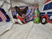 Poncho  (LH t-cup), a male Chihuahua for sale in New York City, NY – 5 of 6