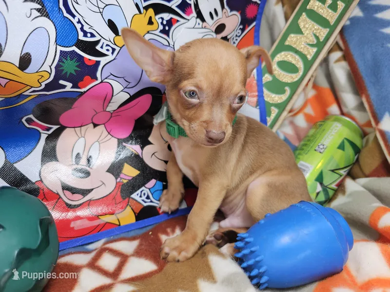Hulk – Chihuahua puppy for sale in New York City, NY