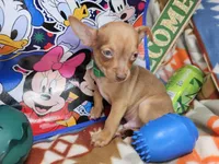 Hulk, a male Chihuahua for sale in New York City, NY – Photo 1 of 4