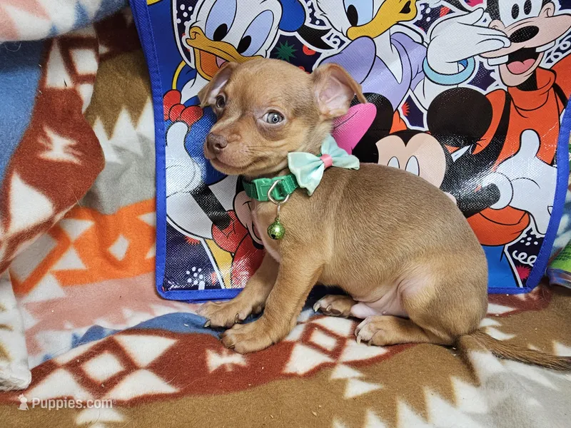 Hulk – Chihuahua puppy for sale in New York City, NY