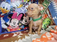 Hulk, a male Chihuahua for sale in New York City, NY – Photo 4 of 4