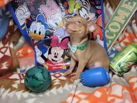 Hulk, a male Chihuahua for sale in New York City, NY – Photo 3 of 4