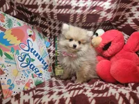 Tawny (Small 4½ lbs), a female Pomeranian for sale in New York City, NY – 2 of 6