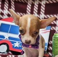 Odessa (hold)(small 4 ⅓ lb), a female Chihuahua for sale in New York City, NY – 4 of 10