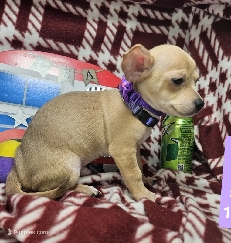 Angelo (traditional color) – Chihuahua puppy for sale in New York City, NY
