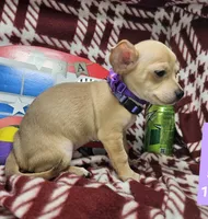 Angelo (traditional tan), a male Chihuahua for sale in New York City, NY – 2 of 10
