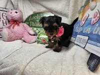 Sally (Choc & Red), a female Yorkshire Terrier for sale in New York City, NY – 5 of 5