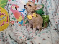 Sully (LH), a male Chihuahua for sale in New York City, NY – 5 of 7