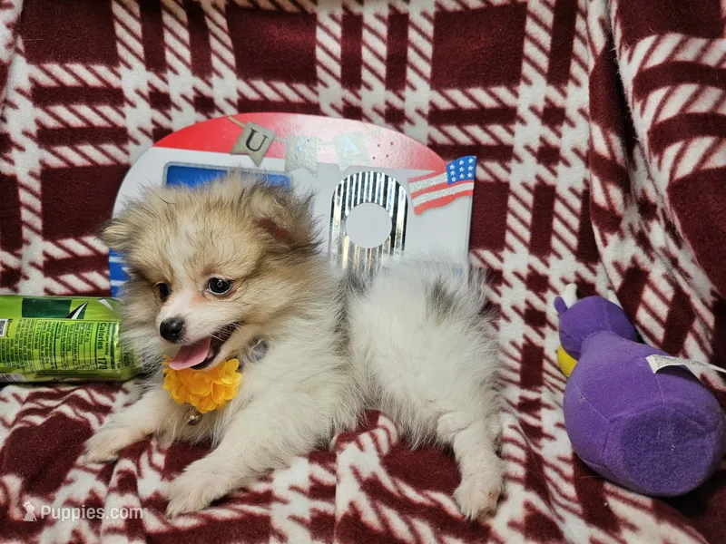 Fiona (Party) – Pomeranian puppy for sale in New York City, NY