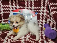 Fiona (Party), a female Pomeranian for sale in New York City, NY – 1 of 5