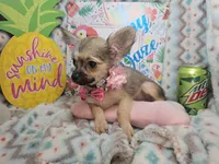 Fawn  LH (Toy 4.5 lbs), a female Chihuahua for sale in New York City, NY – 5 of 8