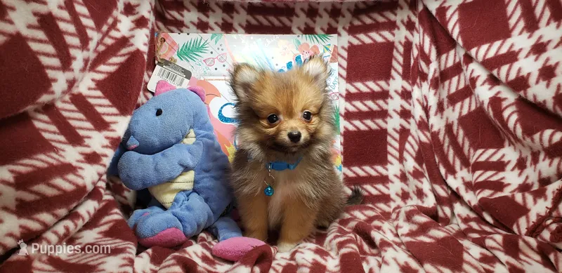 Leo  – Pomeranian puppy for sale in New York City, NY