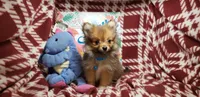 Leo , a male Pomeranian for sale in New York City, NY – 1 of 5