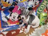 Harmony (Blue-Tri), a female Chihuahua for sale in New York City, NY – Photo 2 of 6