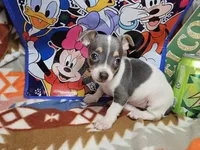 Harmony (Blue-Tri), a female Chihuahua for sale in New York City, NY – Photo 3 of 6
