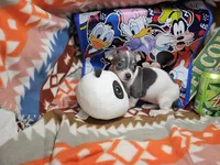 Harmony (Blue-Tri), a female Chihuahua for sale in New York City, NY – Photo 6 of 6