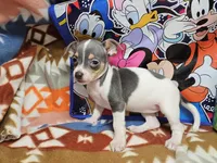 Harmony (Blue-Tri), a female Chihuahua for sale in New York City, NY – Photo 1 of 6