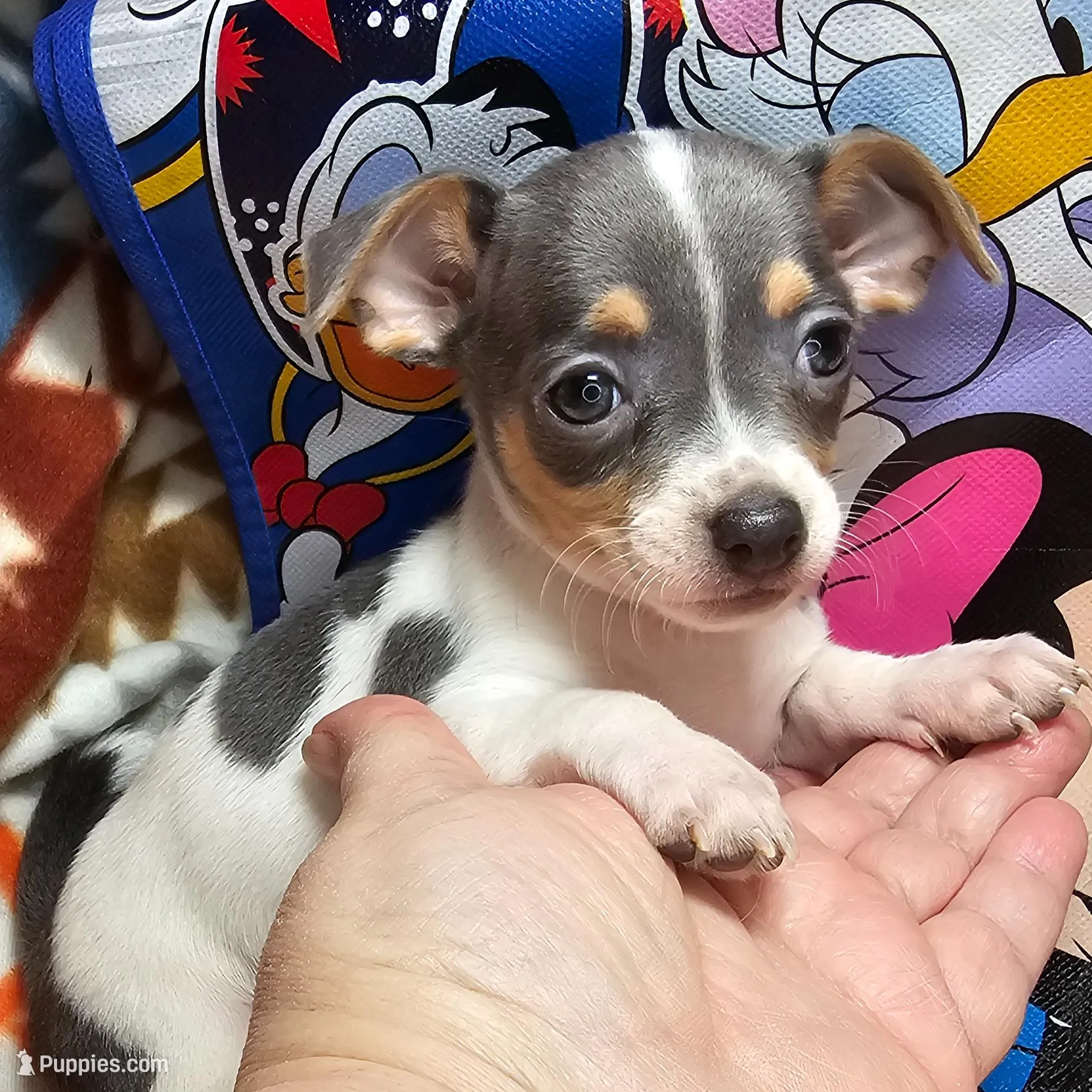 Harmony (Blue-Tri), a female Chihuahua for sale in New York City, NY – Photo 5 of 6