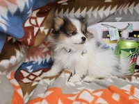 Cookie (small Party), a female Pomeranian for sale in New York City, NY – Photo 2 of 4