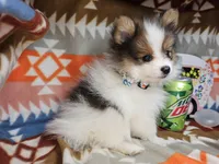 Cookie (small Party), a female Pomeranian for sale in New York City, NY – Photo 3 of 4