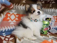 Cookie (small Party), a female Pomeranian for sale in New York City, NY – Photo 4 of 4