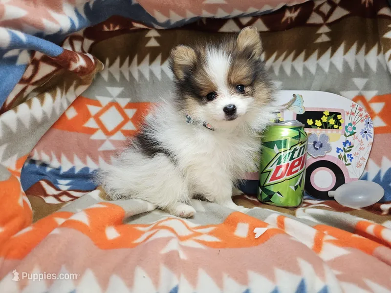 Cookie (small Party) – Pomeranian puppy for sale in New York City, NY