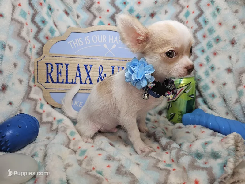 Caruso (LH) (5 lbs), a male Chihuahua for sale in New York City, NY – 1 of 5