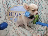 Caruso (LH) (5 lbs), a male Chihuahua for sale in New York City, NY – 1 of 5
