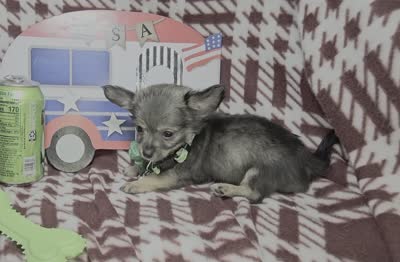 Gopher (LH), a male Chihuahua for sale in New York City, NY – 6 of 6