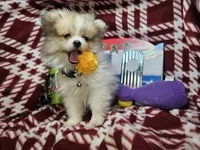 Fiona (Party), a female Pomeranian for sale in New York City, NY – 2 of 5