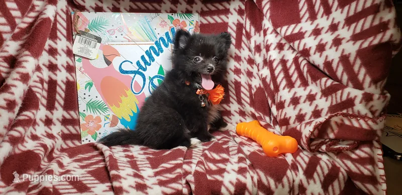 Lex – Pomeranian puppy for sale in New York City, NY