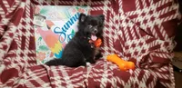 Lex, a male Pomeranian for sale in New York City, NY – 1 of 6