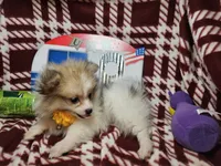Fiona (Party), a female Pomeranian for sale in New York City, NY – 5 of 5