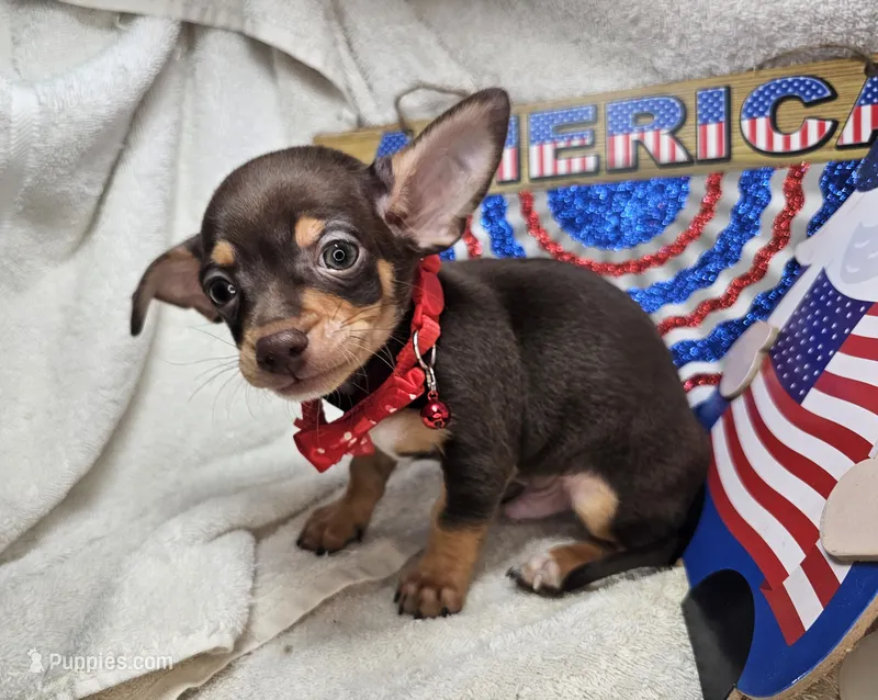 Amadeus (Chocolate Tri) – Chihuahua puppy for sale in New York City, NY
