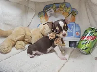 Kingston (T-cup) [Bob-Tail], a male Chihuahua for sale in New York City, NY – 4 of 5