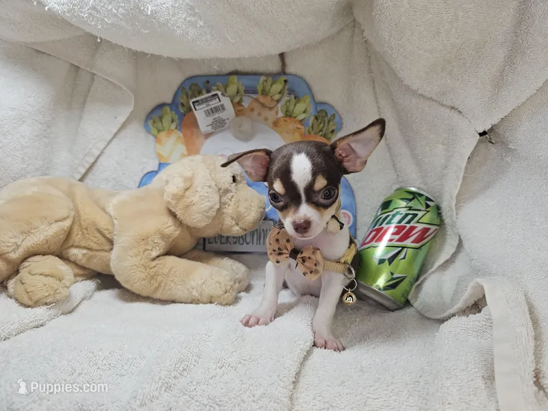 Kingston (T-cup) [Bob-Tail] – Chihuahua puppy for sale in New York City, NY