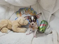 Kingston (T-cup) [Bob-Tail], a male Chihuahua for sale in New York City, NY – 2 of 5