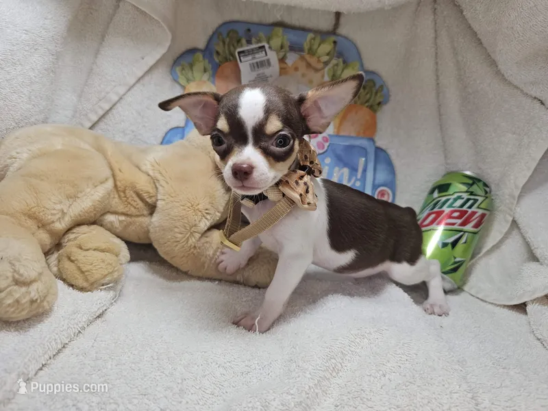 Kingston (T-cup) [Bob-Tail] – Chihuahua puppy for sale in New York City, NY