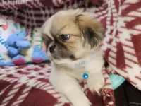 Dynamo (party), a male Pekingese for sale in New York City, NY – 2 of 5