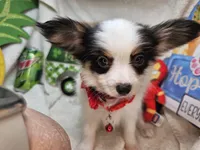 Sumo (Tri color) small, a male Papillon for sale in New York City, NY – Photo 2 of 3