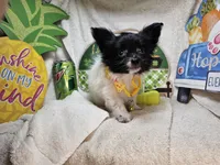 Valentina (T-Cup), a female Papillon for sale in New York City, NY – 5 of 6