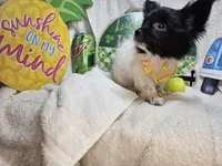 Valentina (T-Cup), a female Papillon for sale in New York City, NY – 6 of 6