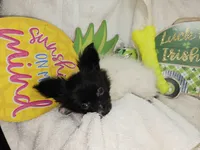 Valentina (T-Cup), a female Papillon for sale in New York City, NY – 3 of 6