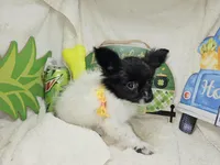 Valentina (T-Cup), a female Papillon for sale in New York City, NY – 2 of 6