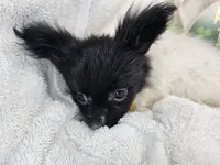 Valentina (T-Cup), a female Papillon for sale in New York City, NY – 4 of 6